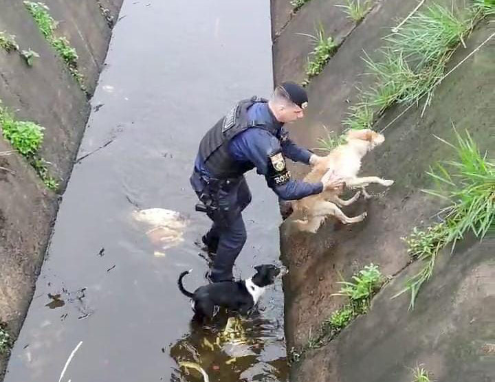 Cães caem em canal em Praia Grande e são resgatados por guardas civis municipais