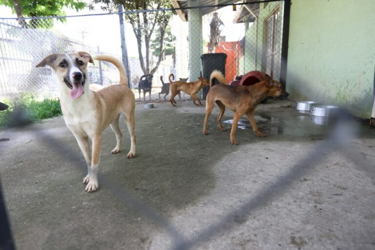 Feira de adoção de pets acontece em São José neste sábado (26)