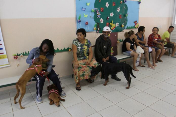 Cinco animais morrem após castração durante mutirão em Jacareí; prefeitura investiga o caso