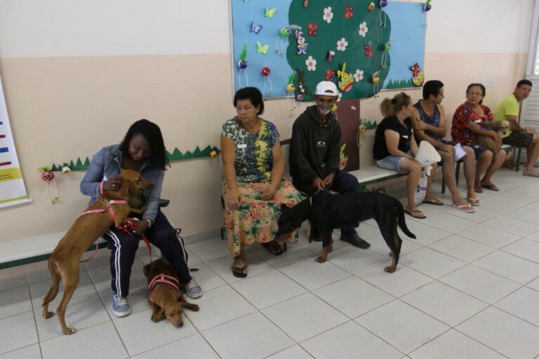 Cinco animais morrem após castração durante mutirão em Jacareí; prefeitura investiga o caso