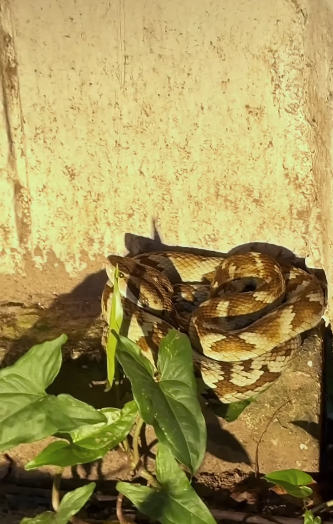 Jararaca de 1 metro é resgatada em supermercado de Guarujá; VÍDEO