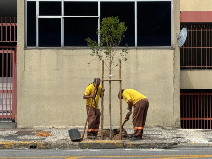 UBSs de São Paulo viram pontos de plantio e árvores ganham nome de moradores