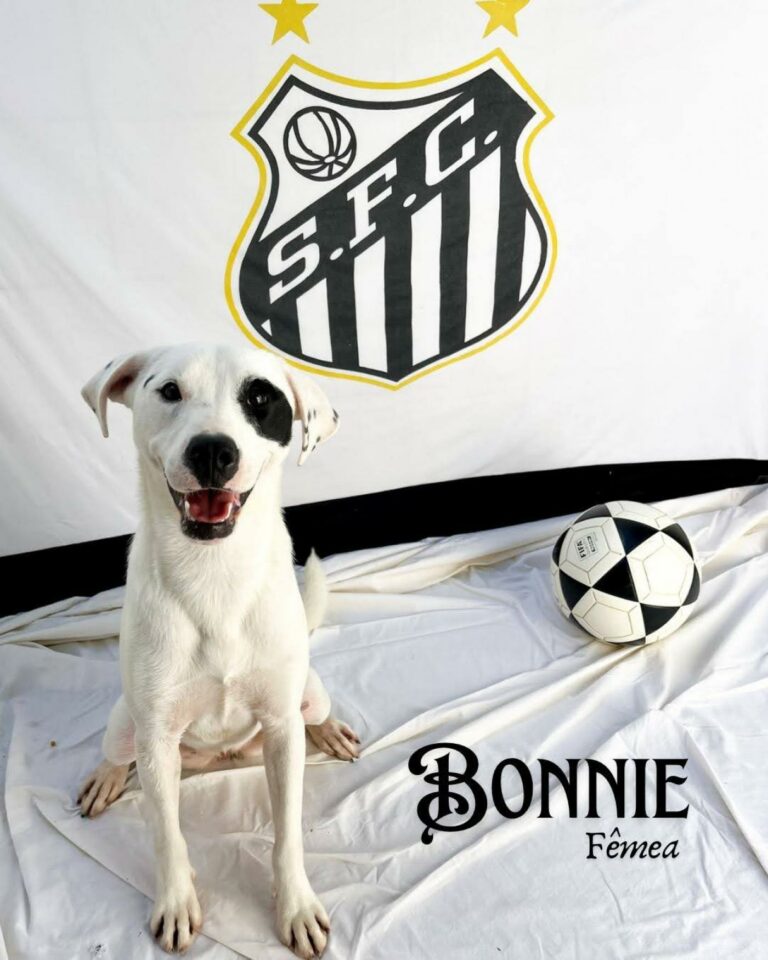 Codevida promove evento de adoção de cães e gatos no Santos F.C