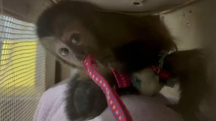 PRF prende dupla com macaco no porta-malas de carro em Jacareí