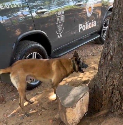 Ação com cão farejador localiza drogas escondidas em área de mata em Campinas