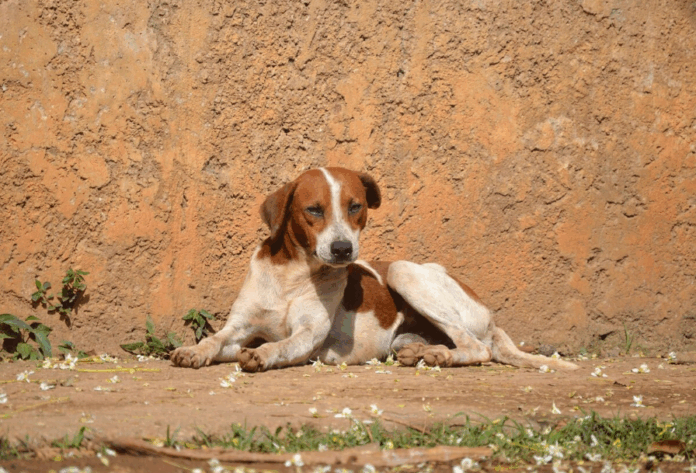 Captura de tela 2025-05-21 084446