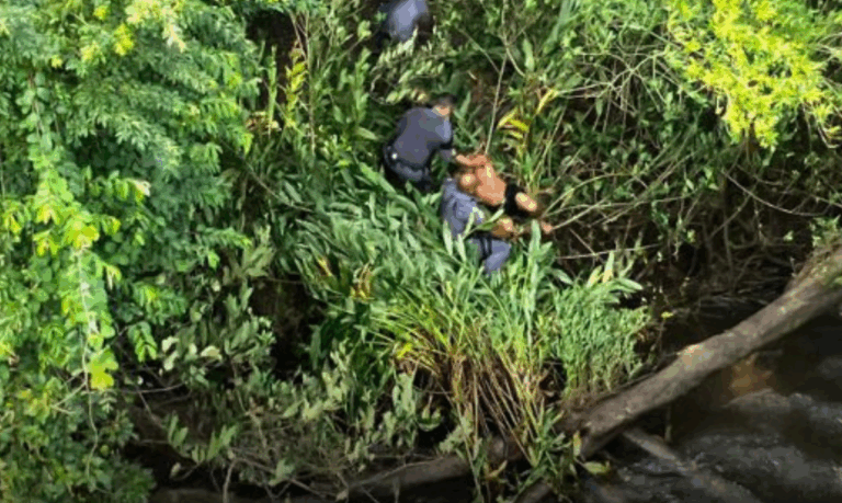 Criminoso tenta fugir após roubo de veículo mas é localizado por Helicóptero Águia em área de mata de Praia Grande; VÍDEO