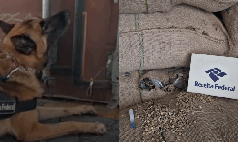 Cães farejadores sinalizam e mais de 800 kg de cocaína são apreendidos em carga de café no Porto de Santos; VÍDEO
