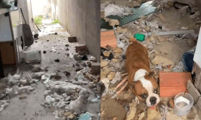 Cães são resgatados em situação alarmante de maus-tratos em Itanhaém; Dono nega abandono