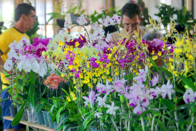 Bosque dos Jequitibás recebe Festival de Orquídeas e Suculentas