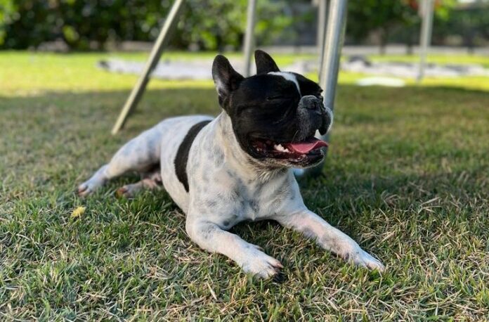 Imagem do WhatsApp de 2025-05-28 a(s) 06.44.21_c9ec8b25 Empresária cai em golpe após anunciar desaparecimento de cachorro