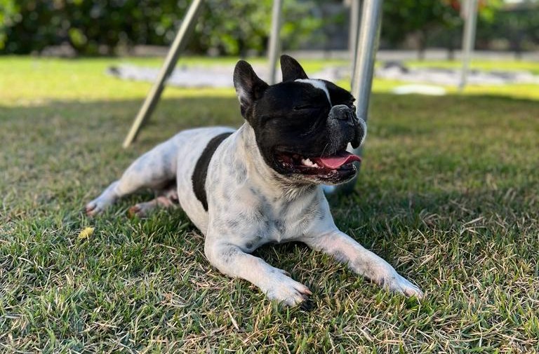 Empresária cai em golpe após anunciar desaparecimento de cachorro