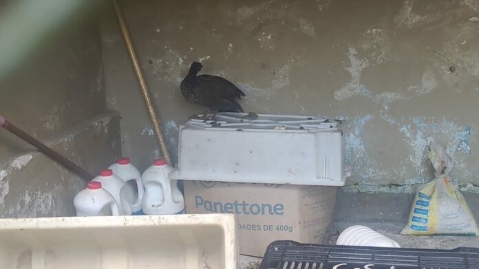 Ave nativa da Mata Atlântica está ameaçada de extinção