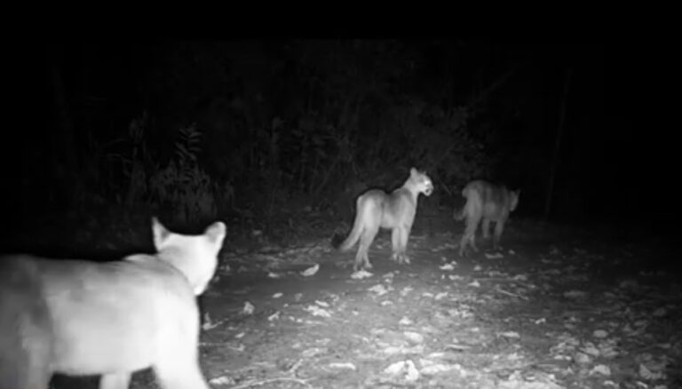 Imagem rara de onça-parda com filhotes marca homenagem ao Dia das Mães em Campinas