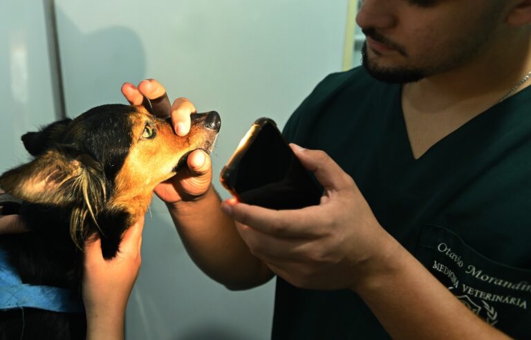 Atendimento veterinário gratuito segue no Taquaral até junho