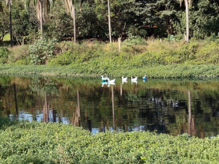 Patos e gansos ficam azuis após carreta derramar corante em córrego de Jundiaí