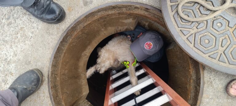 Cachorrinha cega cai em bueiro e é resgatada pelos bombeiros em Caraguatatuba