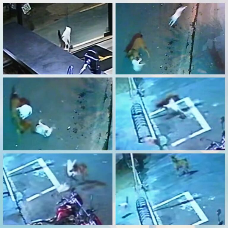 Circuito de Segurança