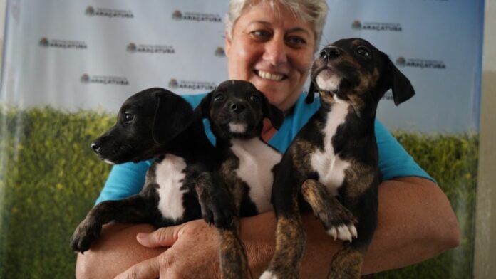 Prefeitura de Araçatuba