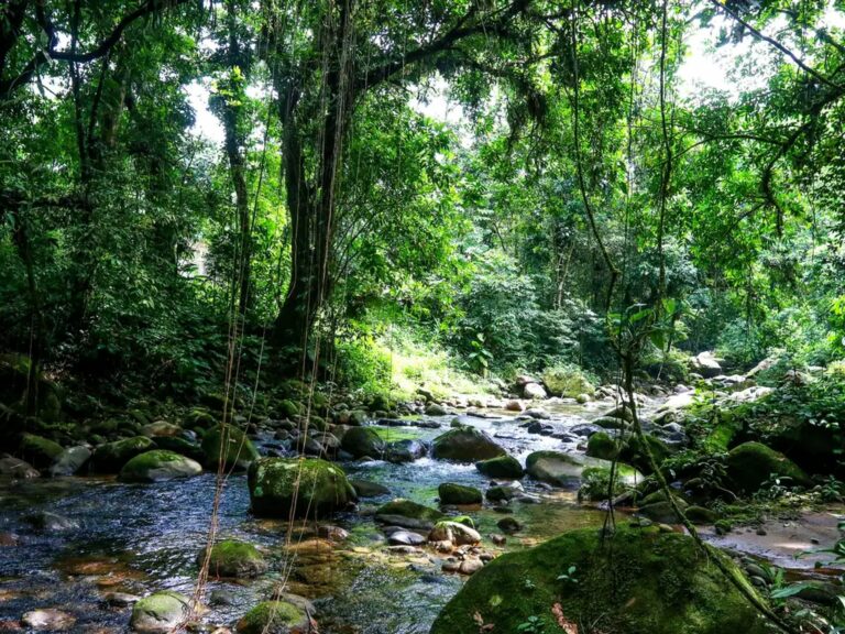 Desmatamento na Mata Atlântica tem pequena redução, mas ameaça persiste