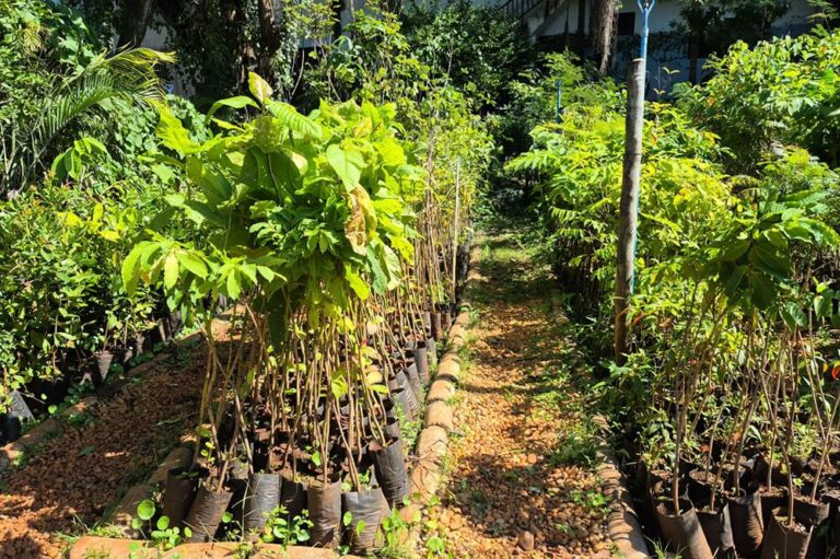Saerp doa 1920 mudas para o Horto Municipal de Ribeirão Preto; saiba como retirar