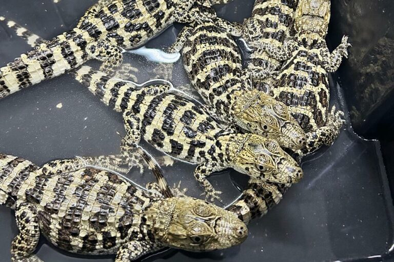 Jacarés-de-papo-amarelo serão devolvidos à natureza nesta segunda; animais foram resgatados pela Polícia Ambiental 
