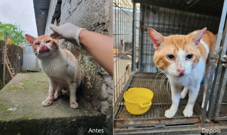 Saúde Animal: veja quais são os perigos da Esporotricose em gatos