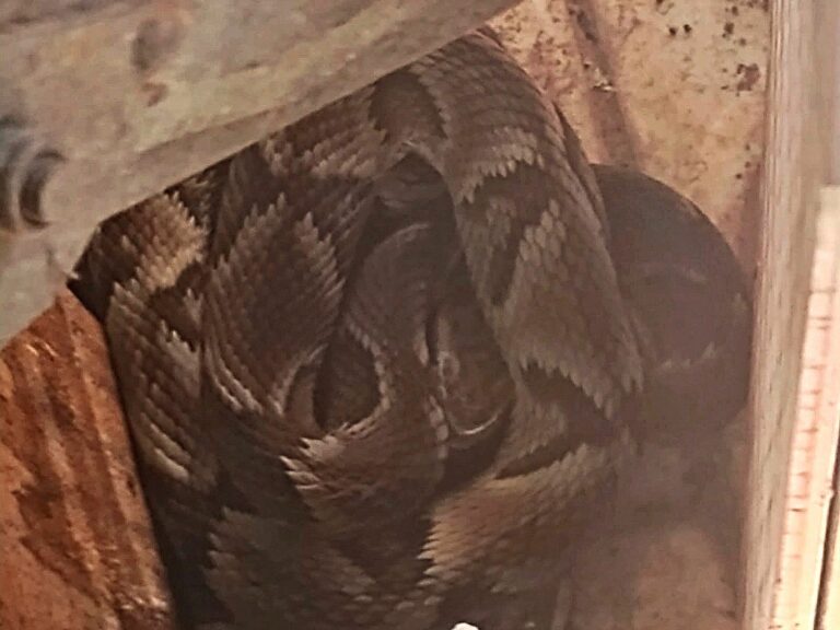 Serpente peçonhenta é encontrada em quintal de residência em São Vicente