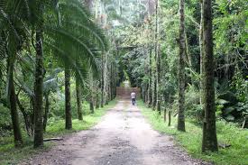 'Viver o Viveiro' promove atividades ambientais e trilhas neste domingo (18) em Jacareí