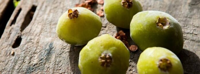 Festival do Cambuci celebra cultura, sabores e biodiversidade da Mata Atlântica em Caraguatatuba no sábado (28) Festival do Cambuci celebra cultura, sabores e biodiversidade da Mata Atlântica em Caraguatatuba no sábado (28)