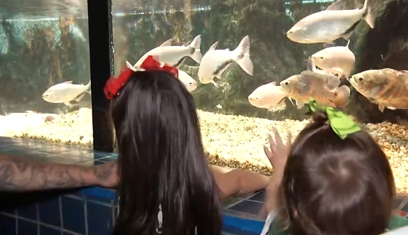 Reportagem atualiza detalhes da reforma no Aquário Municipal de Santos, que inicia na próxima semana