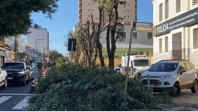 “A poda realizada em frente à delegacia trata-se de uma prática ilegal”, diz prefeitura