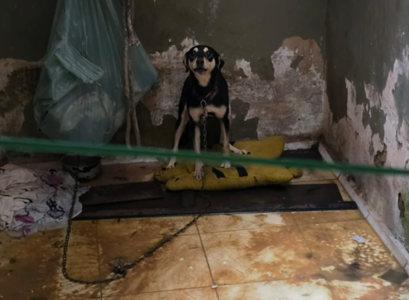 Crianças e cachorro são resgatados após denúncias de maus-tratos em cidade do litoral