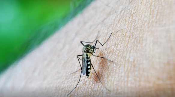 Indaiatuba confirma 14ª morte por dengue em 2025