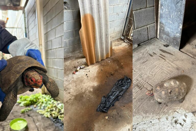 Jabutis que era mantidos em cativeiro ilegal são resgatados em cidade do litoral