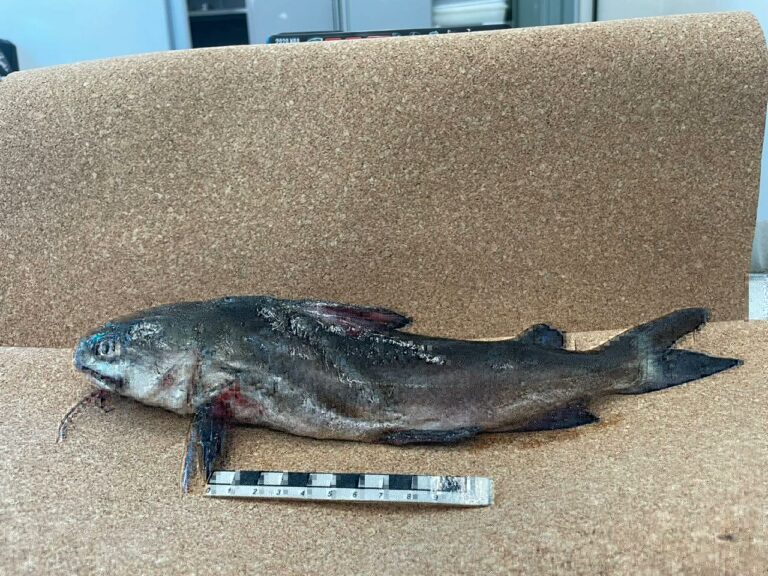 Efeito marola: Pesquisadores encontram substâncias  tóxicas em Peixes no litoral