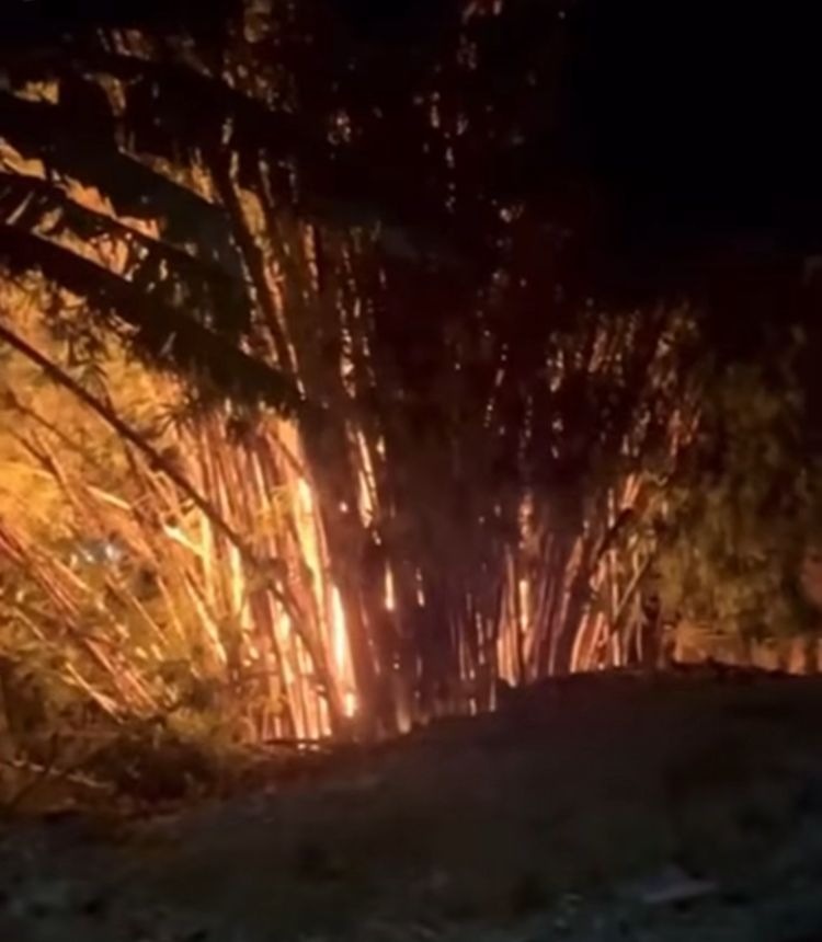 Bombeiros combatem incêndio em bambuzal e controlam fogo que atingiu 200 m² em Ilhabela