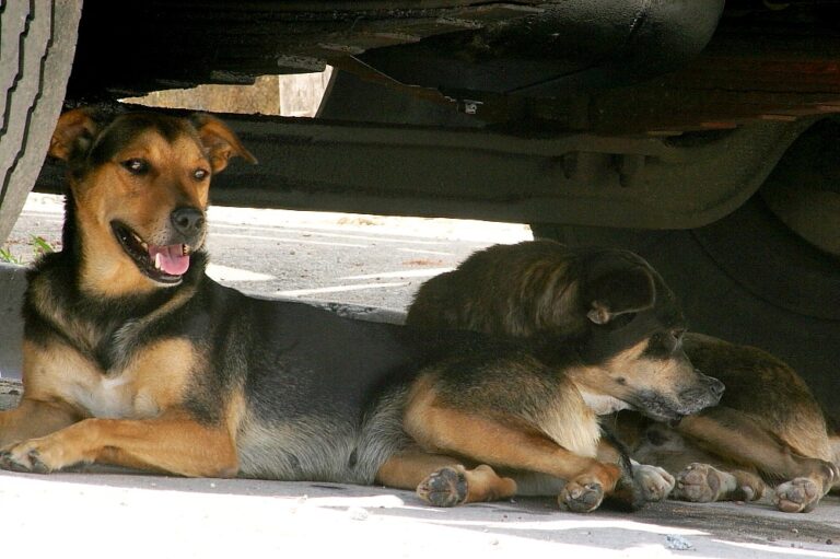 Jacareí começa campanha de arrecadação de roupas e cobertores para pets da cidade