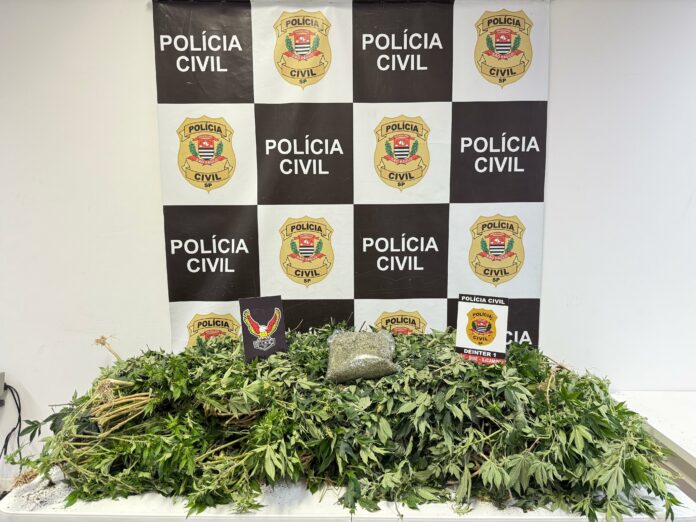 Polícia apreende mais de 13 kg de maconha e realiza flagrante em São José