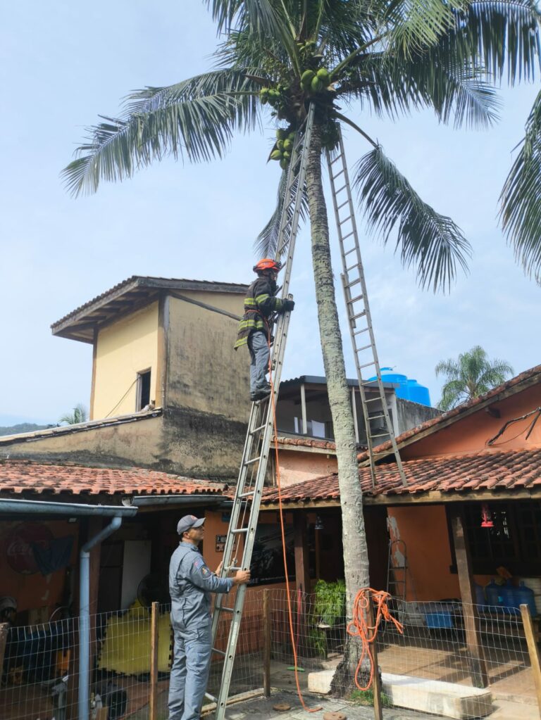 Gato preso em coqueiro é resgatado por bombeiros em Maresias, em São Sebastião