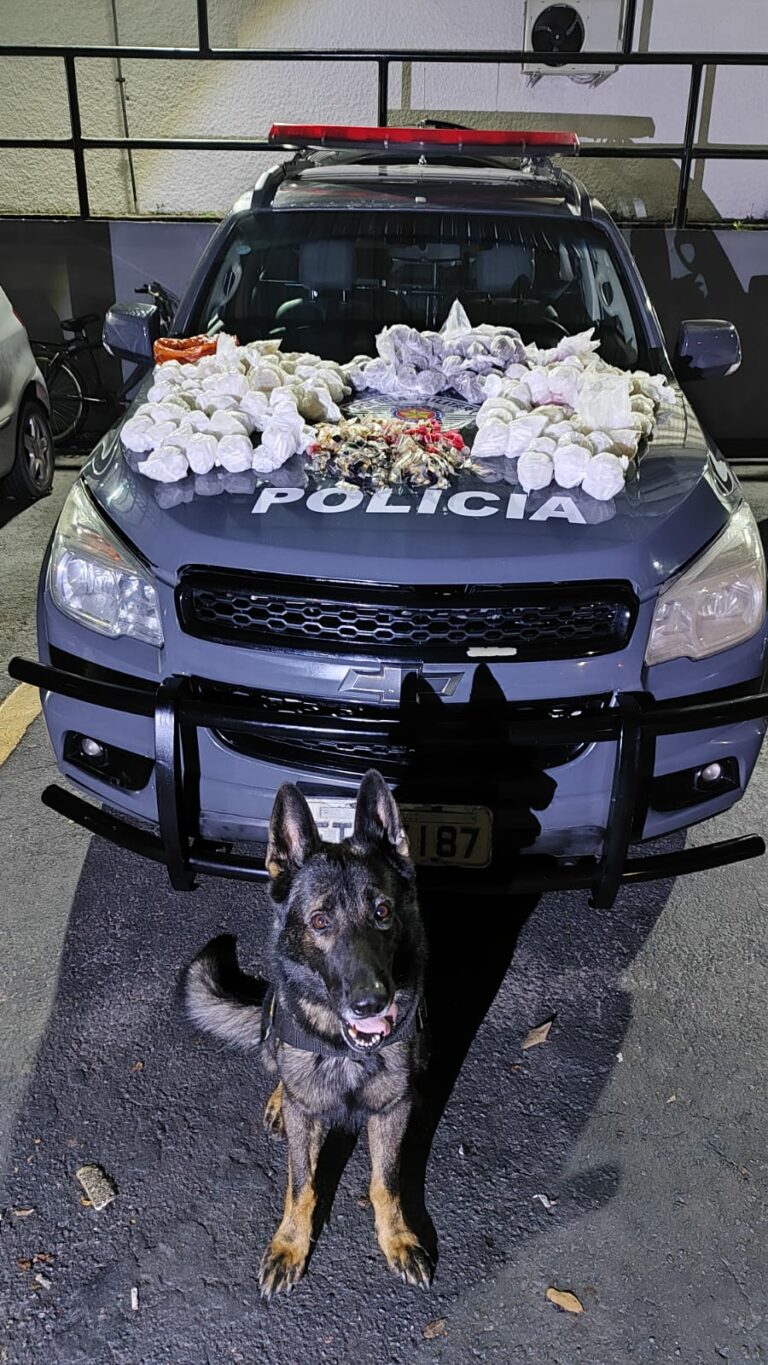 BAEP encontra quase 8 kg de drogas em área de mata em São José