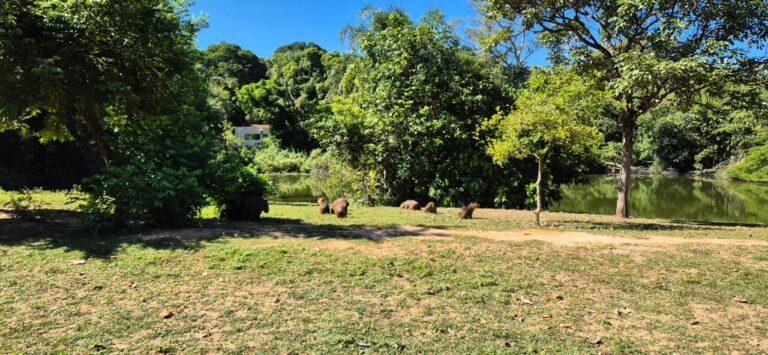 Prefeitura de Campinas inicia esterilização de capivaras no Lago do Café para conter febre maculosa