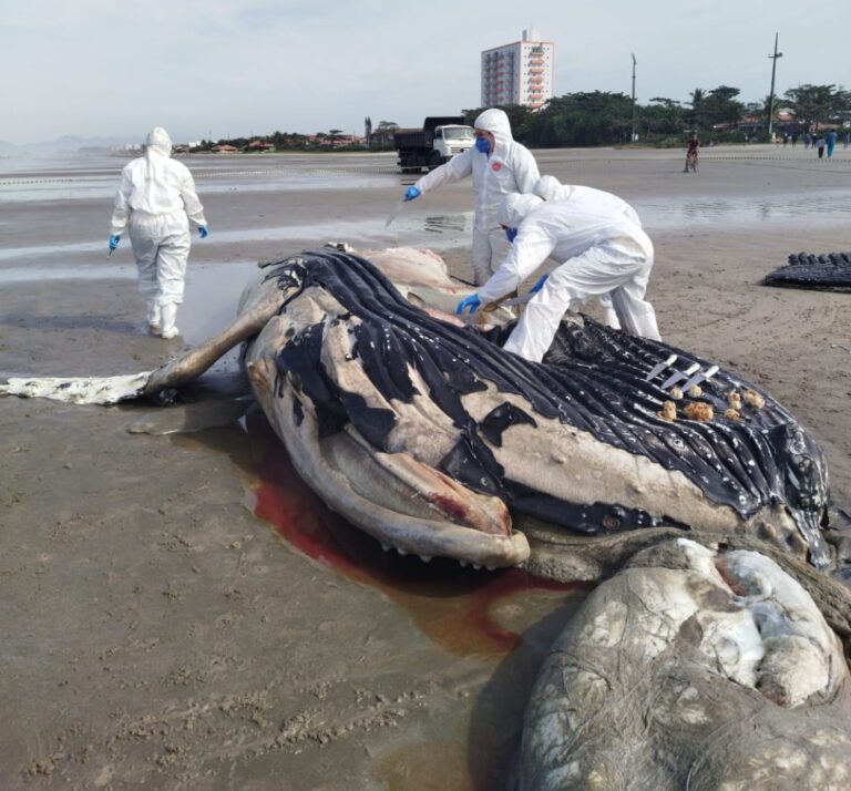 Baleia-jubarte com sinais de interação com rede de pesca é encontrada morta em praia do litoral paulista
