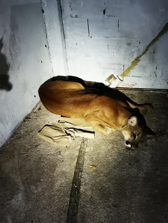 Onça-parda é capturada em lava-rápido no Centro de Vinhedo