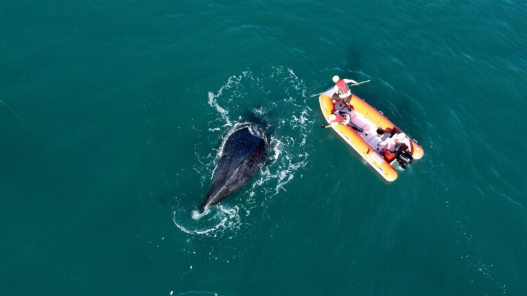 Baleia-jubarte é resgatada após ficar presa em redes de pesca em Ilhabela