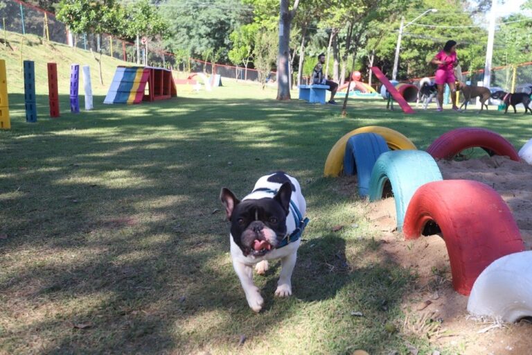 Campinas amplia rede de Parcões e oferece 22 espaços para lazer de cães pela cidade