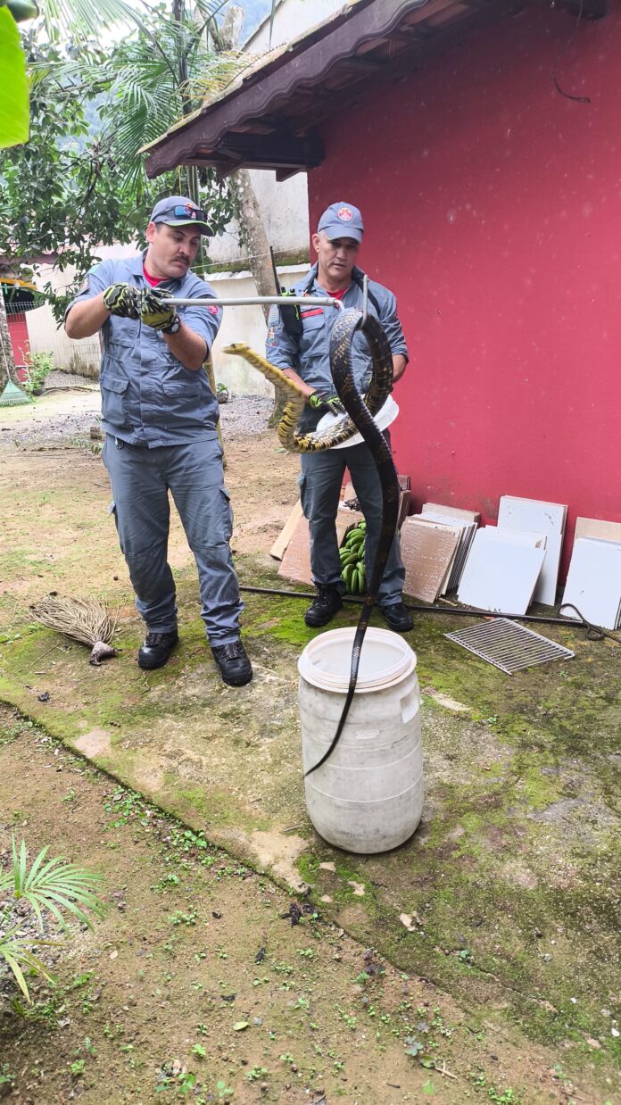 Bombeiros capturam cobra no quintal de casa no centro de Ubatuba Bombeiros capturam cobra no quintal de casa no centro de Ubatuba
