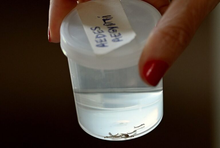 Campinas confirma mais oito mortes por dengue; total chega a 11 em 2025