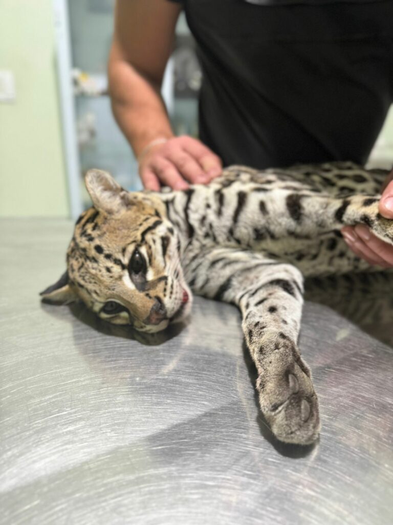 Jaguatirica resgatada após atropelamento em Amparo não resiste aos ferimentos e morre