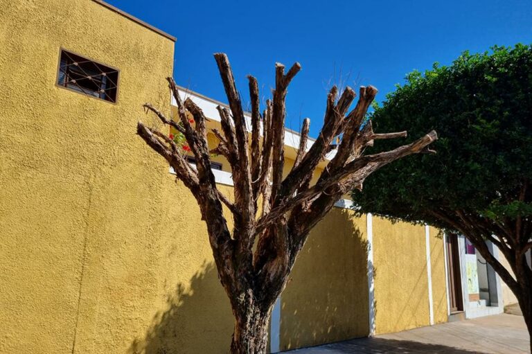 Prefeitura intensifica fiscalização contra podas drásticas